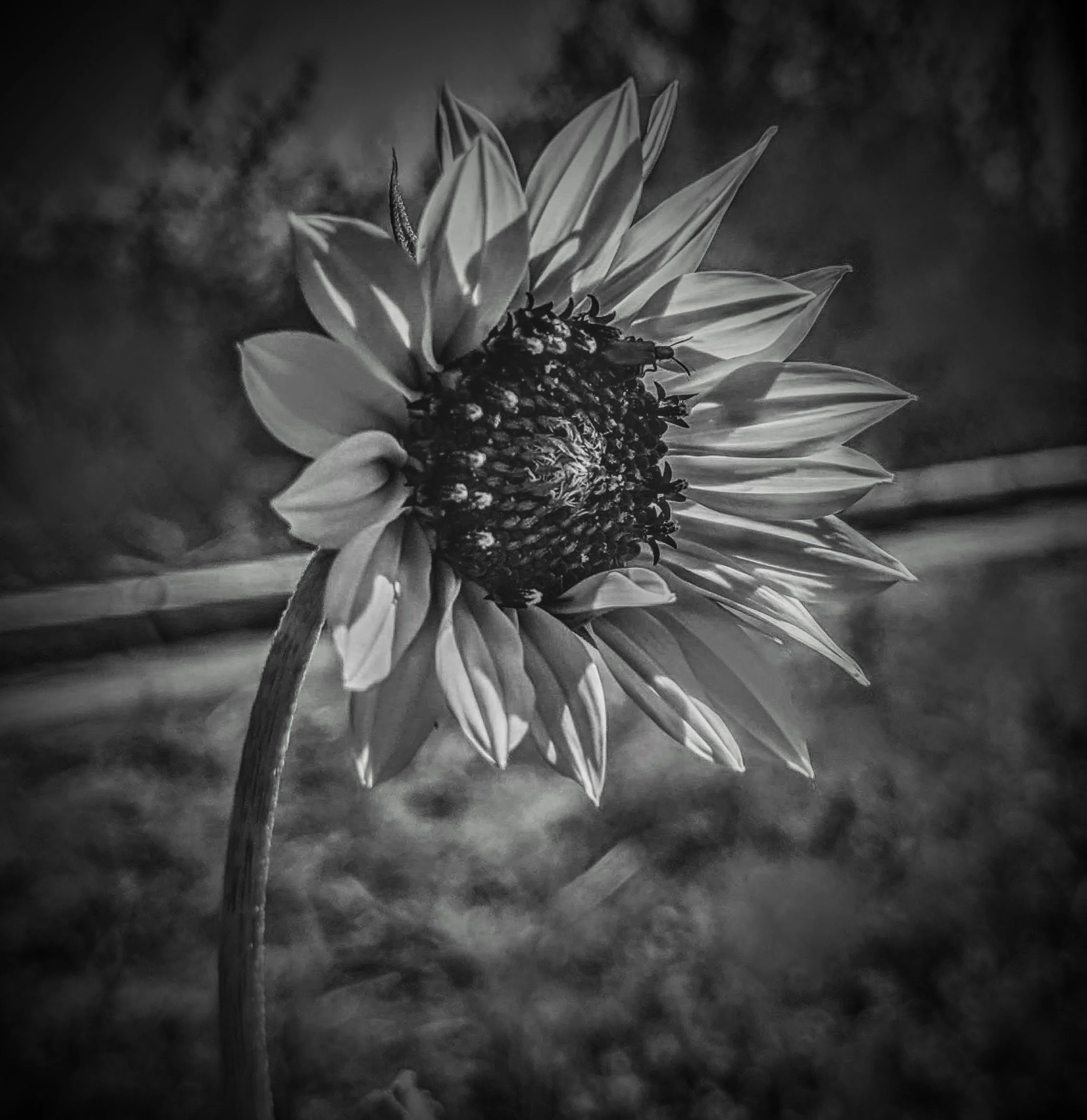 sunflower B_W.jpg