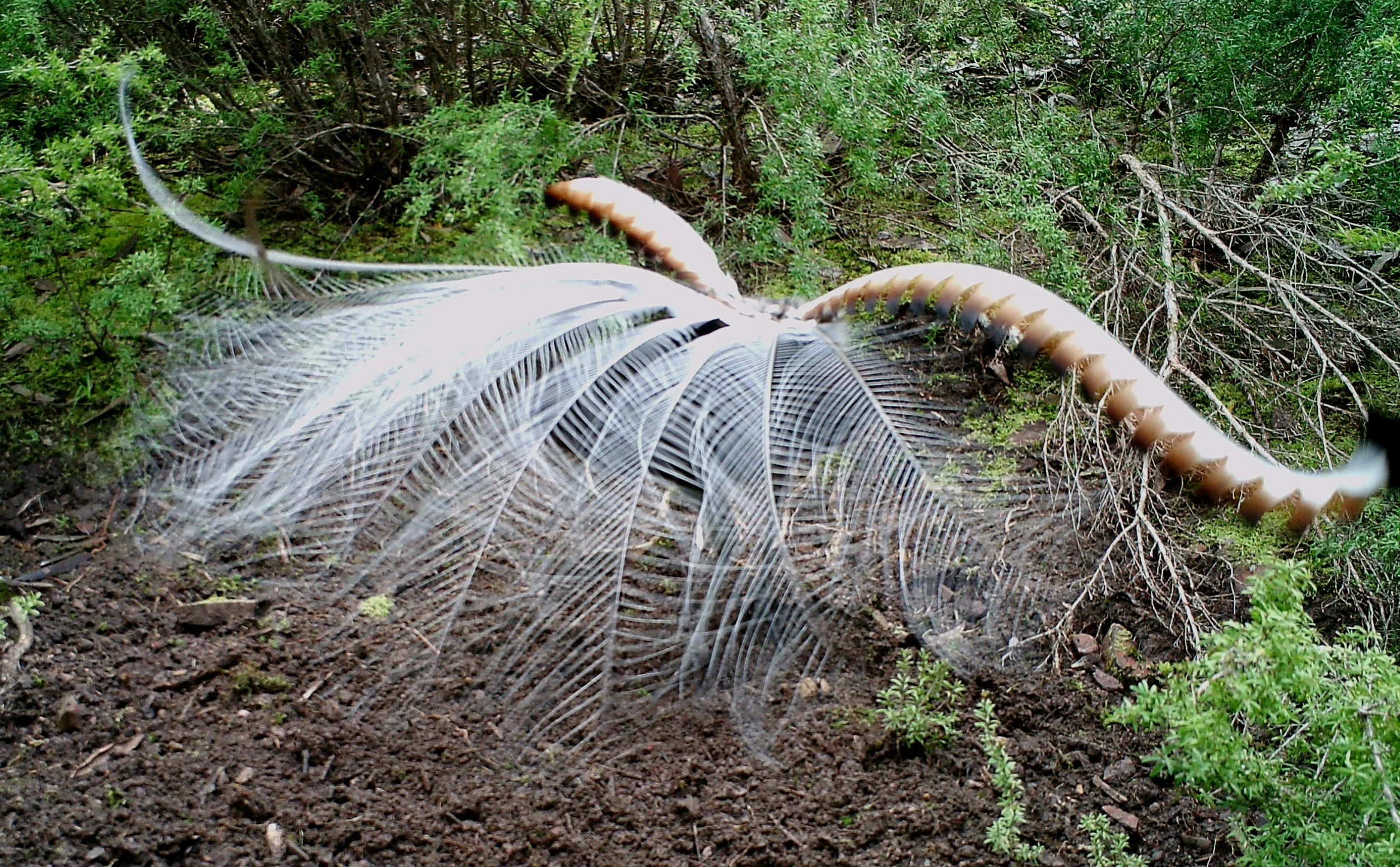 Superb Lyrebird