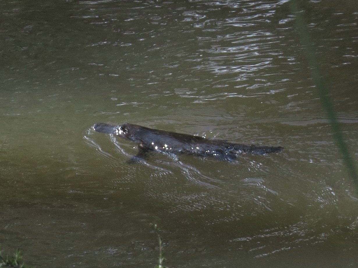 Platypus in the Yarra at Warrandyte