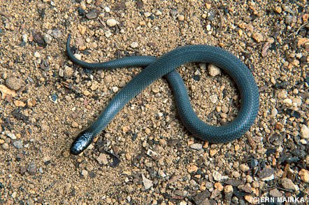 Small-eyed Snake (Cryptophis nigrescens)
