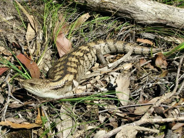 Blotched Bluetongue Tiliqua nigrolutea
