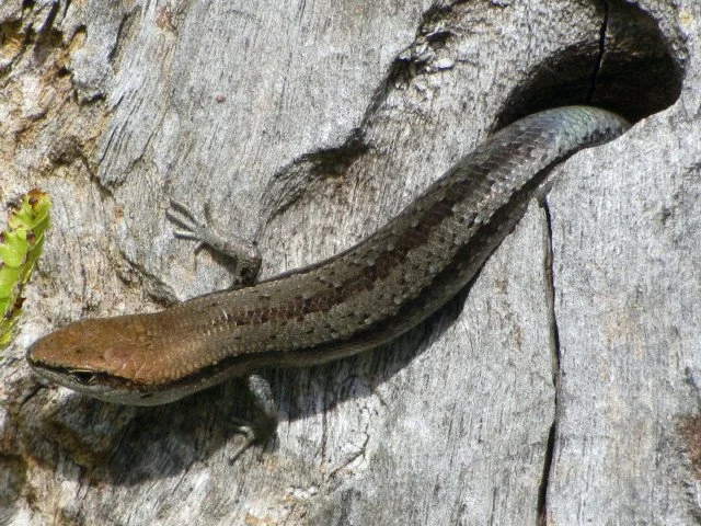 Grass Skink Lampropholis guichenoti
