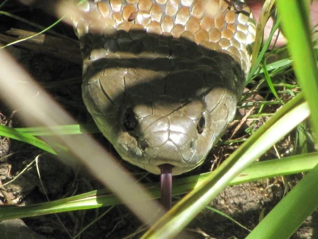 Tiger Snake Notechis scutatus