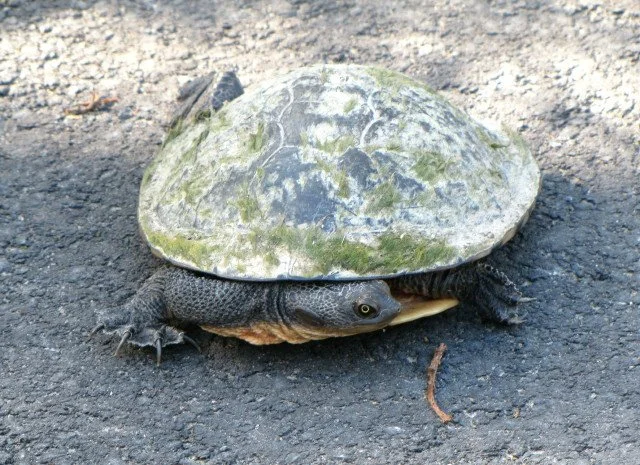 Eastern Long-necked Turtle
Chelodina longicollis
