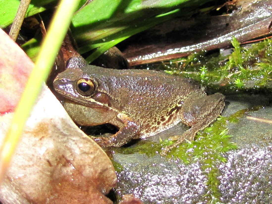 Brown Tree Frog, Litoria ewingii