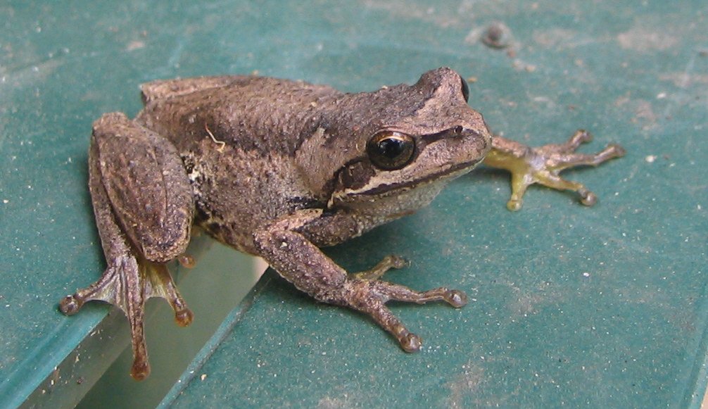 Brown Tree Frog, Litoria ewingii