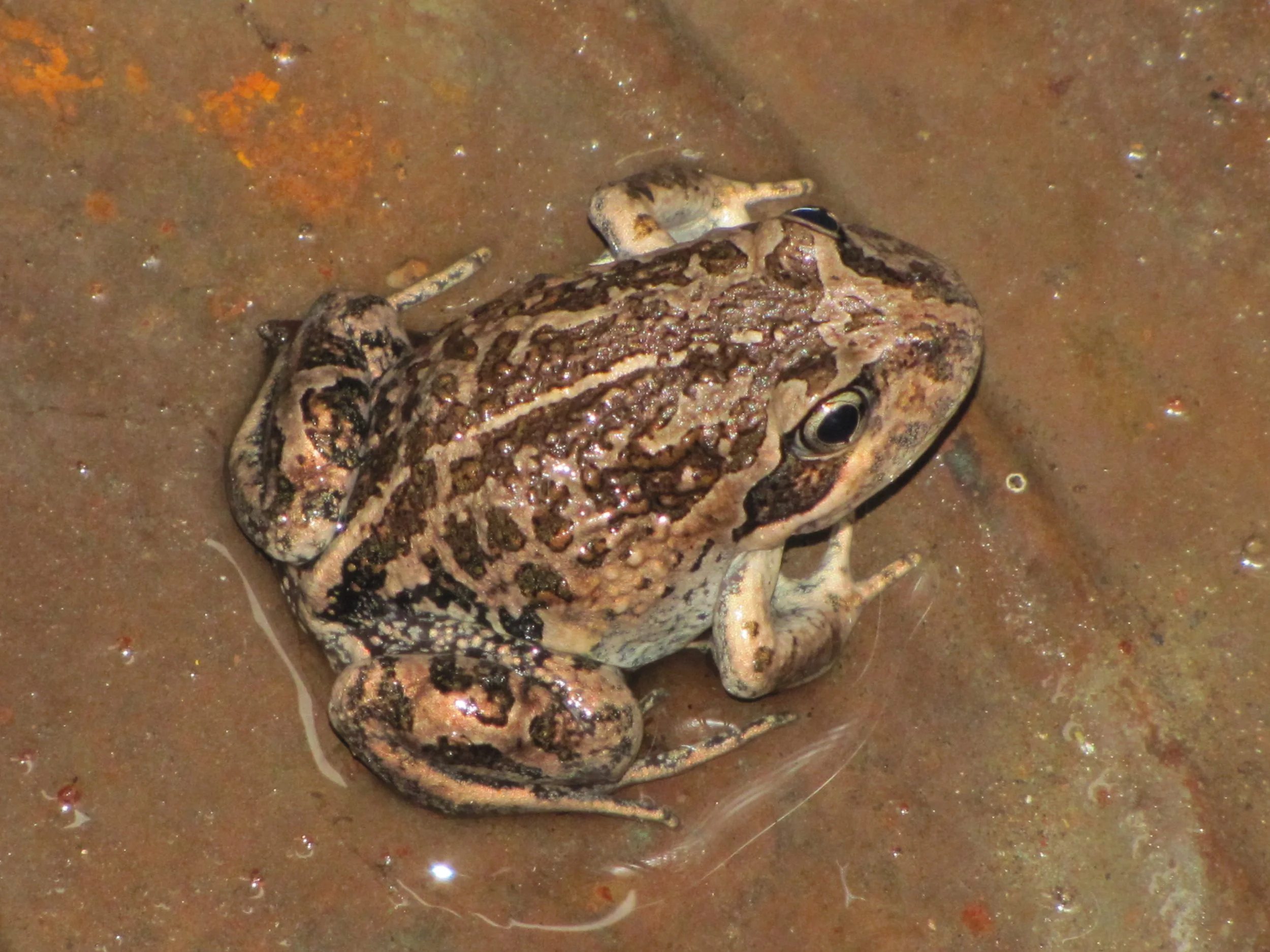 Eastern Pobblebonk, Limnodynastes dumerilii
