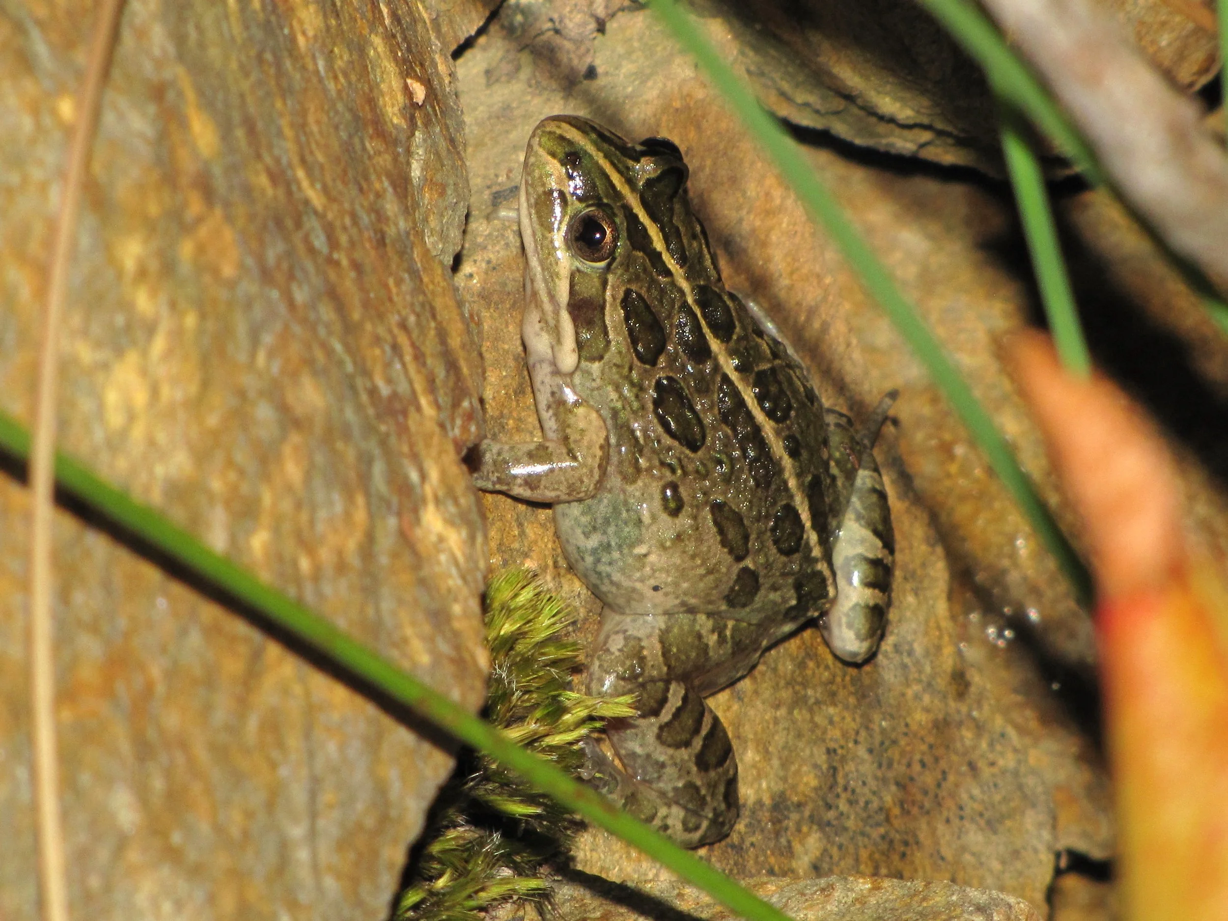 Spotted Marsh Frog, Limnodynastes tasmaniensis