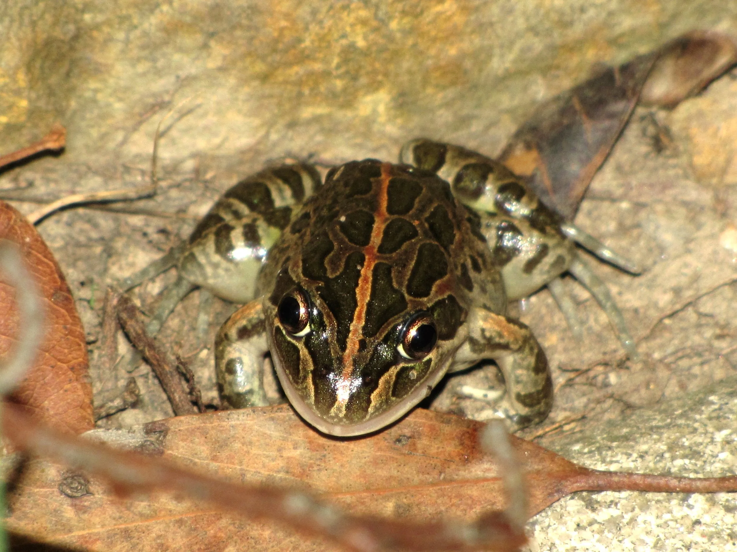 Spotted Marsh Frog, Limnodynastes tasmaniensis.