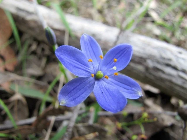 Blue Star Chamaescilla corymbosa