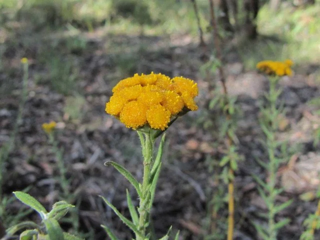 Clustered Everlasting Chrysocephalum semipapposum