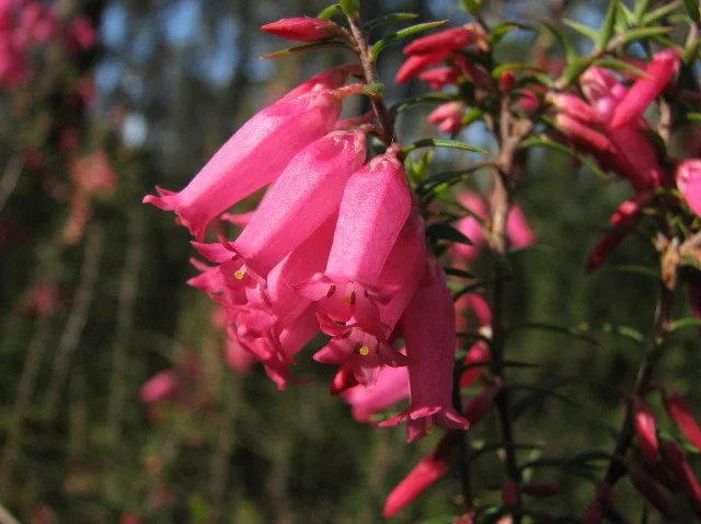 Common Heath Epacris impressa
