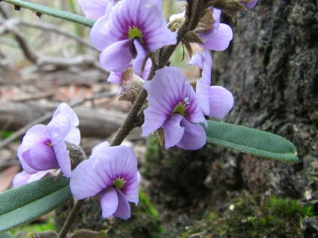 Common Hovea Hovea heterophylla