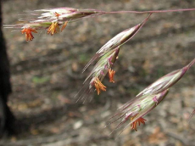 Silvertop Wallaby-grass Rytidosperma pallidum