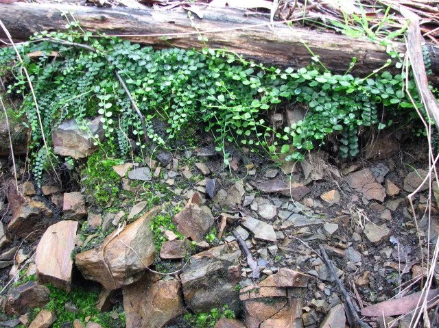 Necklace Fern Asplenium flabellifolium
