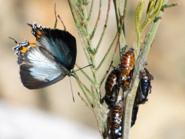 Imperial Hairstreak Jalmenus evagoras, with pupa