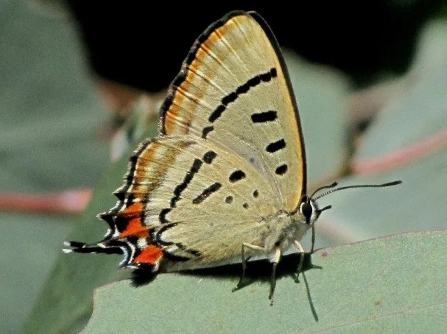 Imperial Hairstreak Jalmenus evagoras