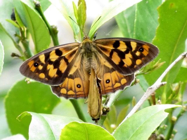 Shouldered Brown Heteronympha penelope