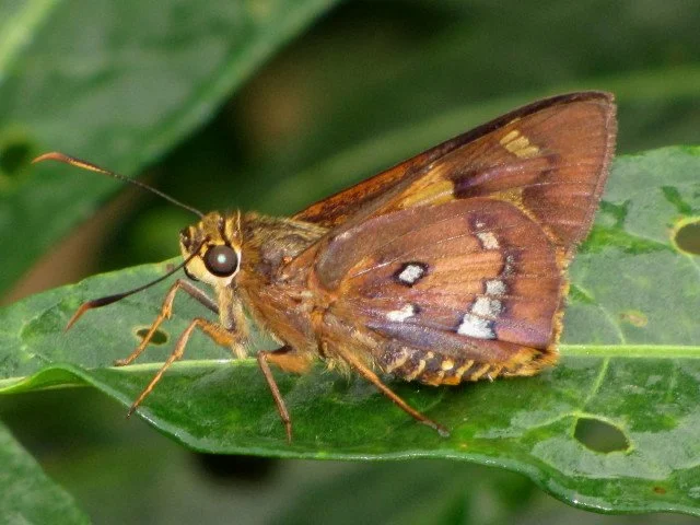 Splendid Ochre Trapezites symmomus