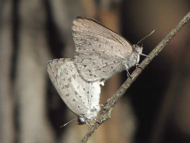 Varied Dusky-blue Candalides hyacinthina