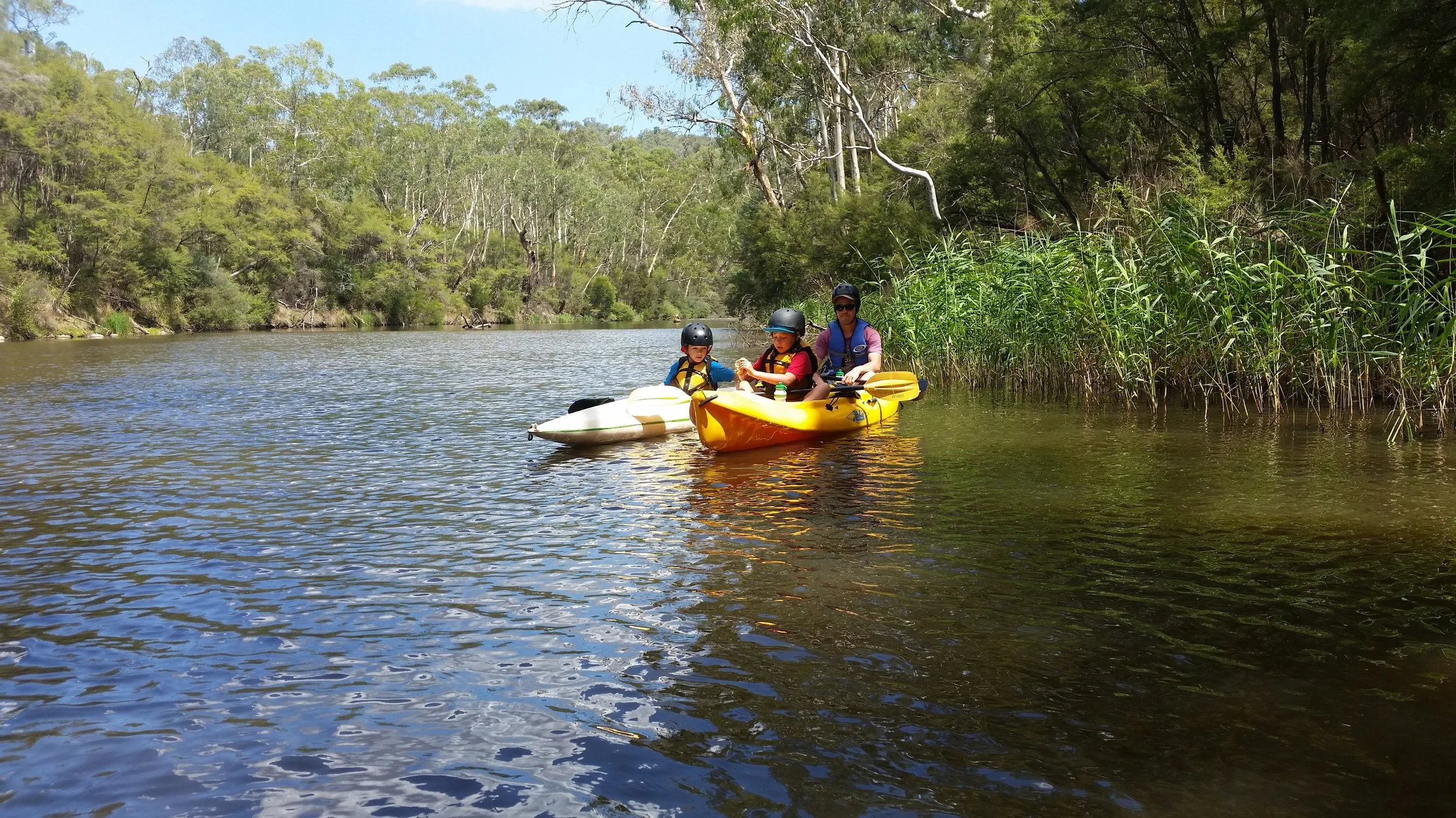 A father and two children in kayaks on a calm river surrounded by dense green trees and foliage.