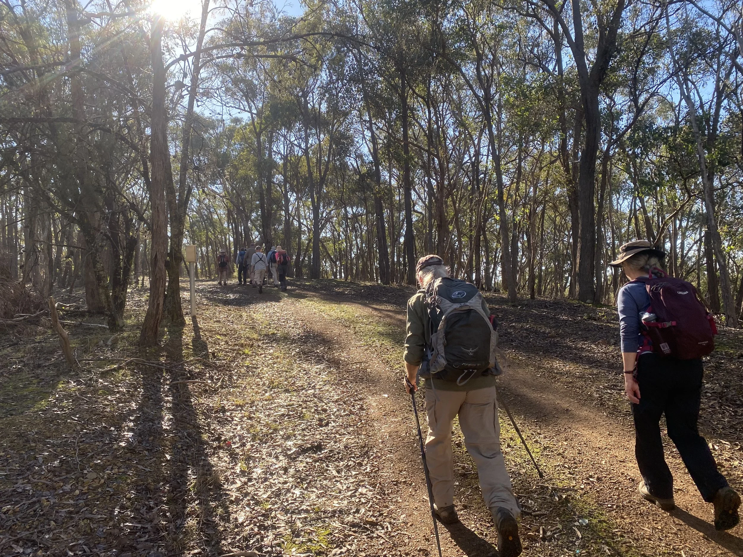 Group of hikers walking on a wooded dirt trail with sunlight filtering through trees.