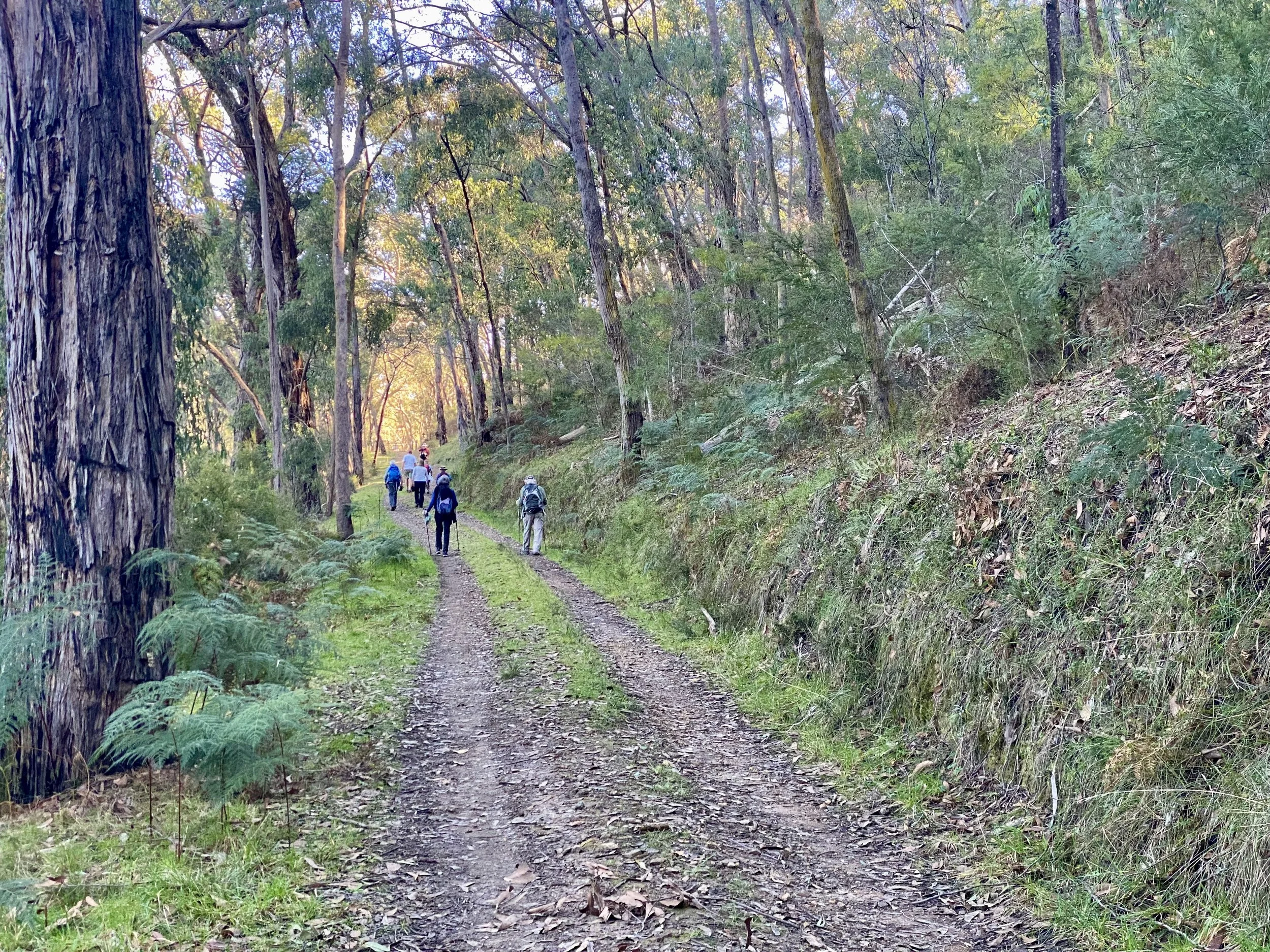 People hiking on a dirt trail through a green forest.