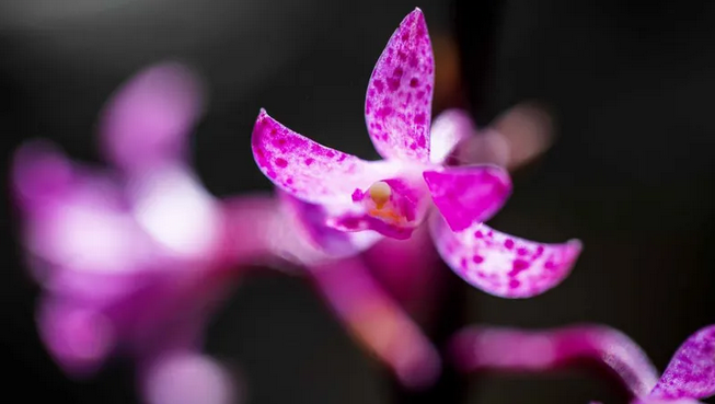 Close-up of a pink and purple orchid flower with speckled petals against a dark background.