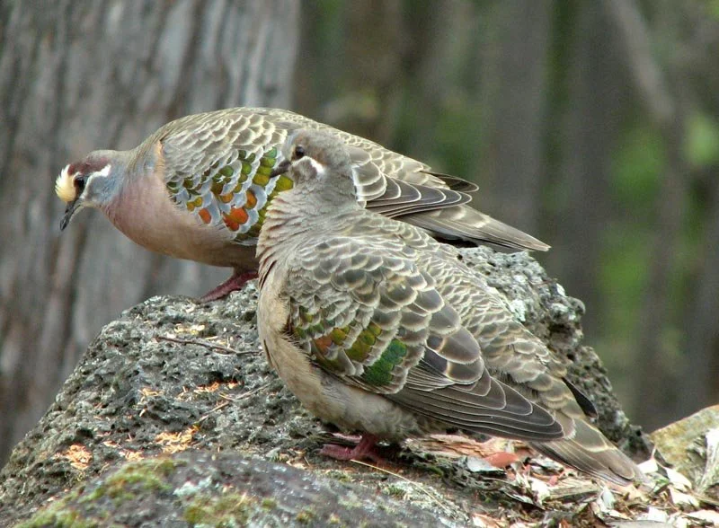 Common Bronzewing