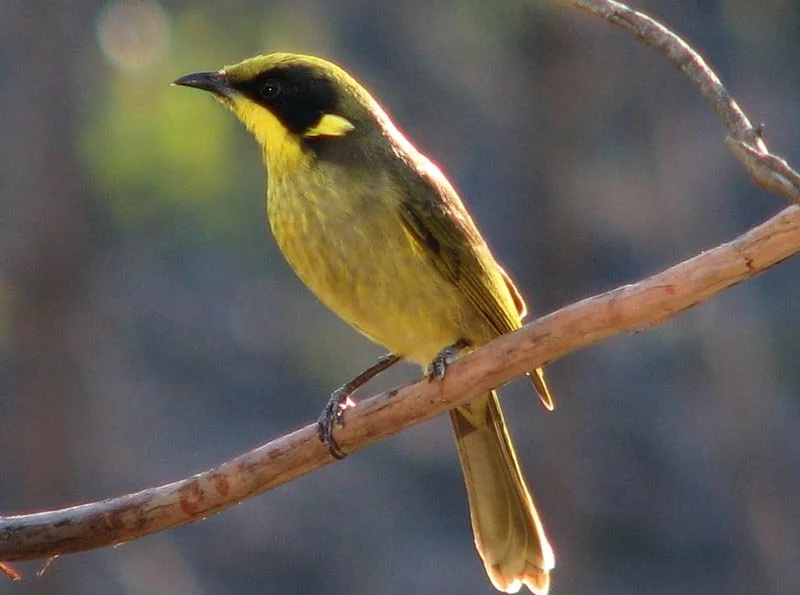Yellow-tufted Honeyeater