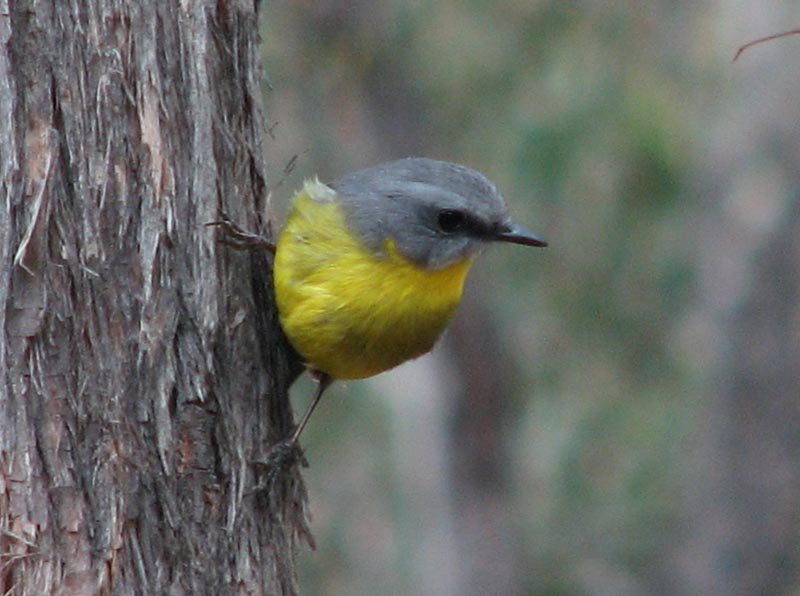 Eastern Yellow Robin