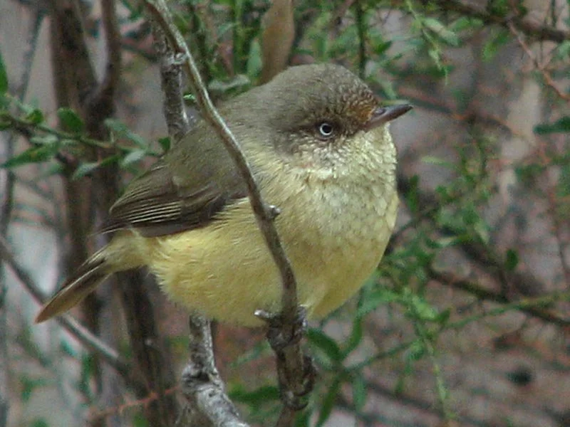 A small bird with a yellowish belly and brown wings perched on a thin branch among green leaves.
