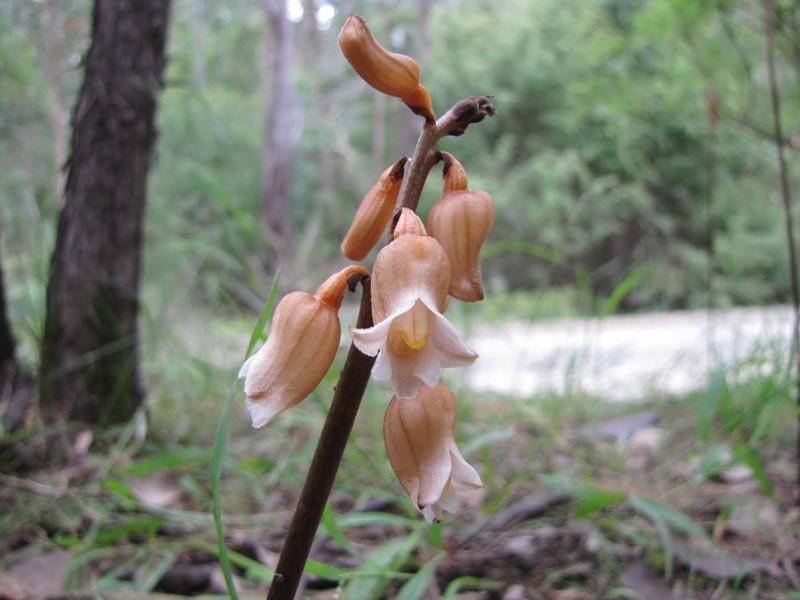 Potato-orchid (Cinnamon Bells) Gastrodia sesamoides