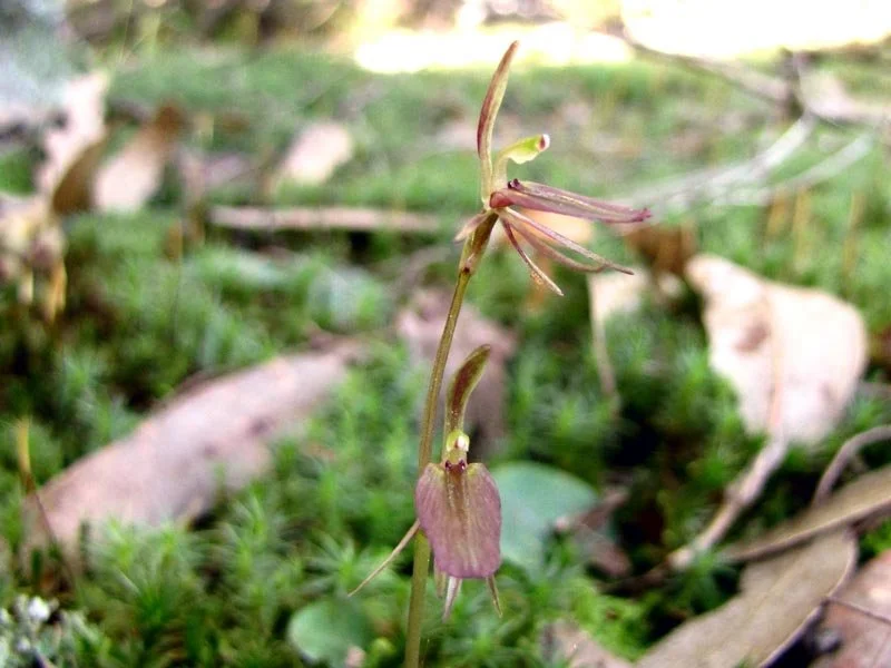 Common Gnat Orchid Cyrtostylis reniformis