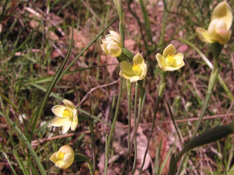 Twisted Sun Orchid Thelymitra flexuosa
