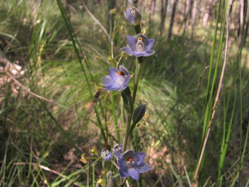 Peppertop Sun Orchid Thelymitra brevifolia