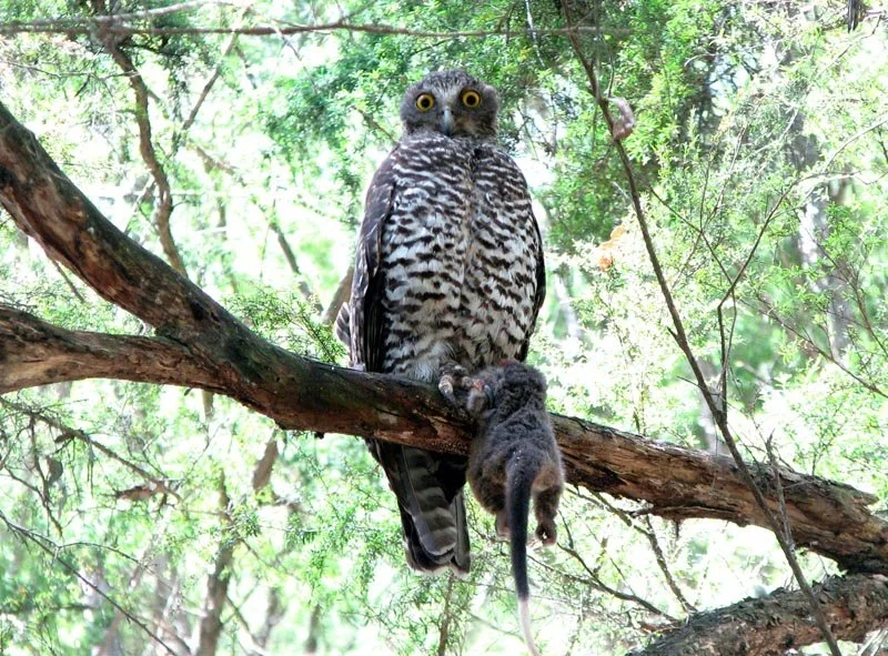 Powerful Owl