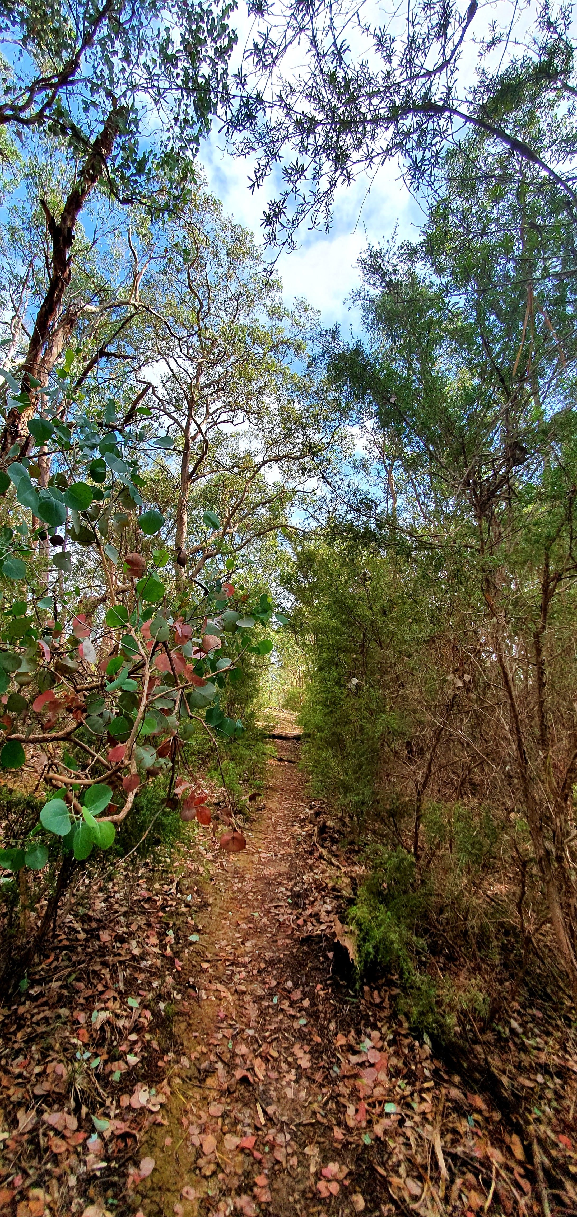 A dirt trail through a dense forest with a clear blue sky overhead.