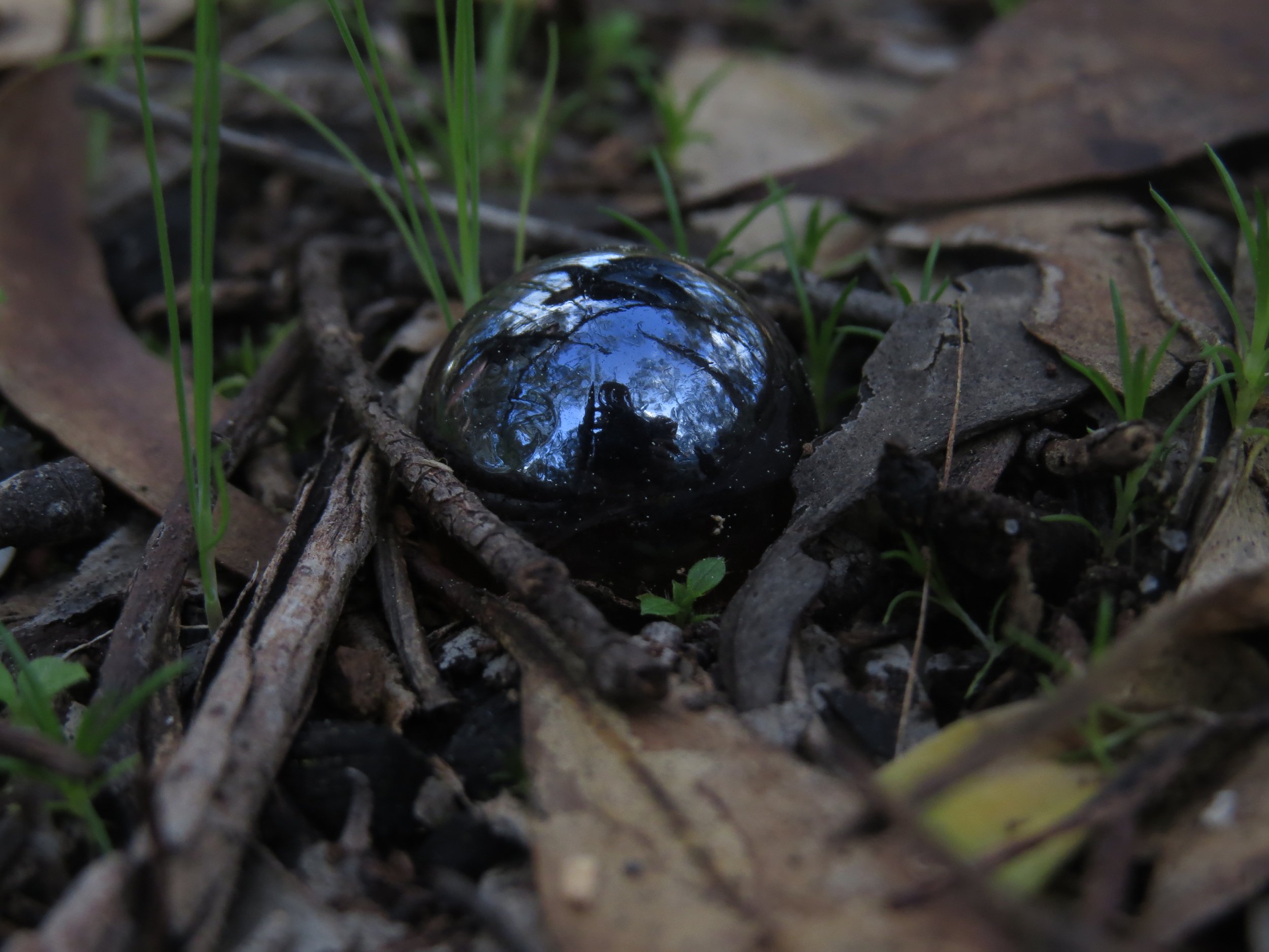A shiny black object, possibly a snail shell, reflecting trees and sky, lying on forest floor amidst twigs, leaves, and green grass.