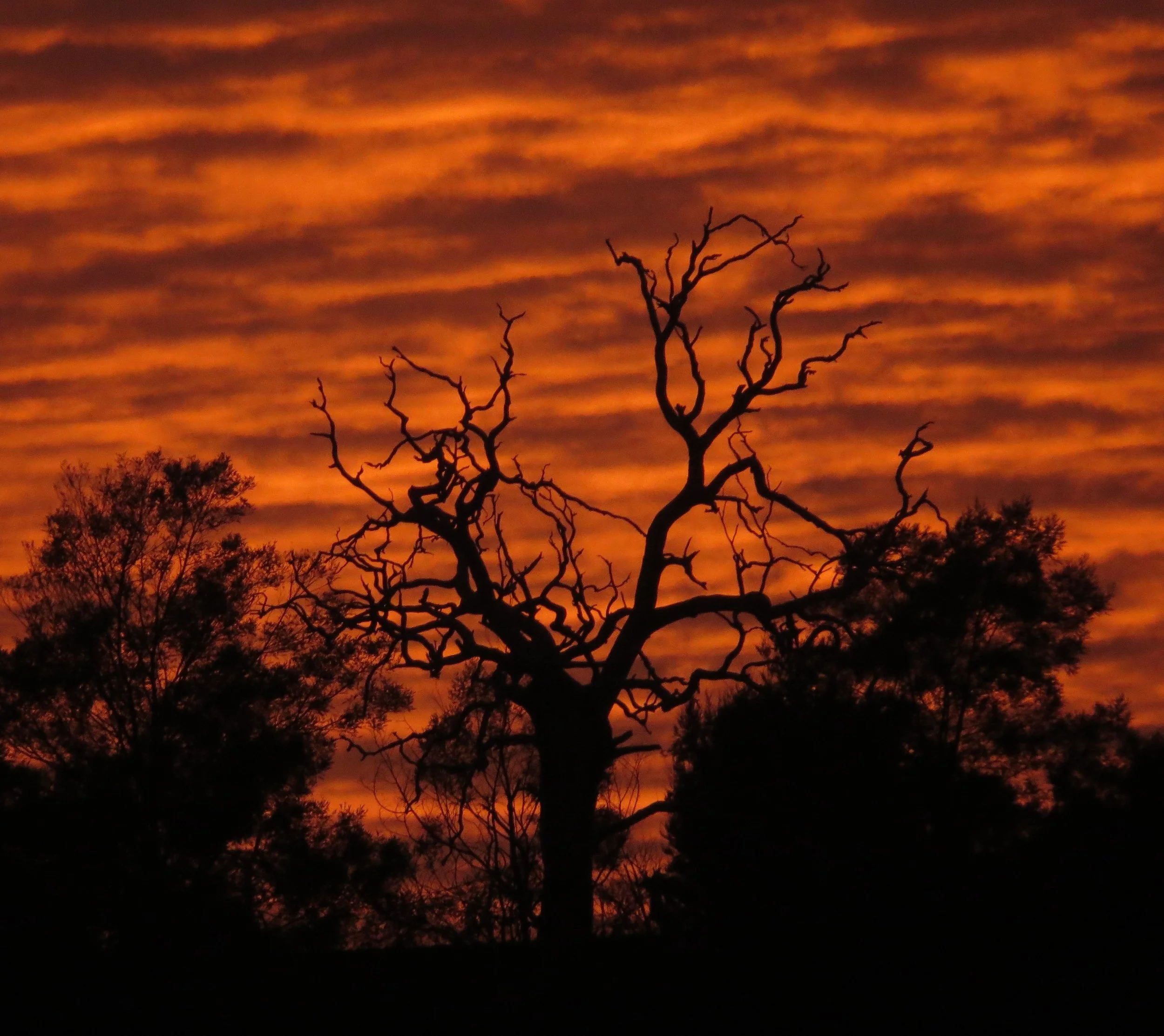 Silhouetted leafless tree against a vibrant orange and red sunset with streaked clouds.