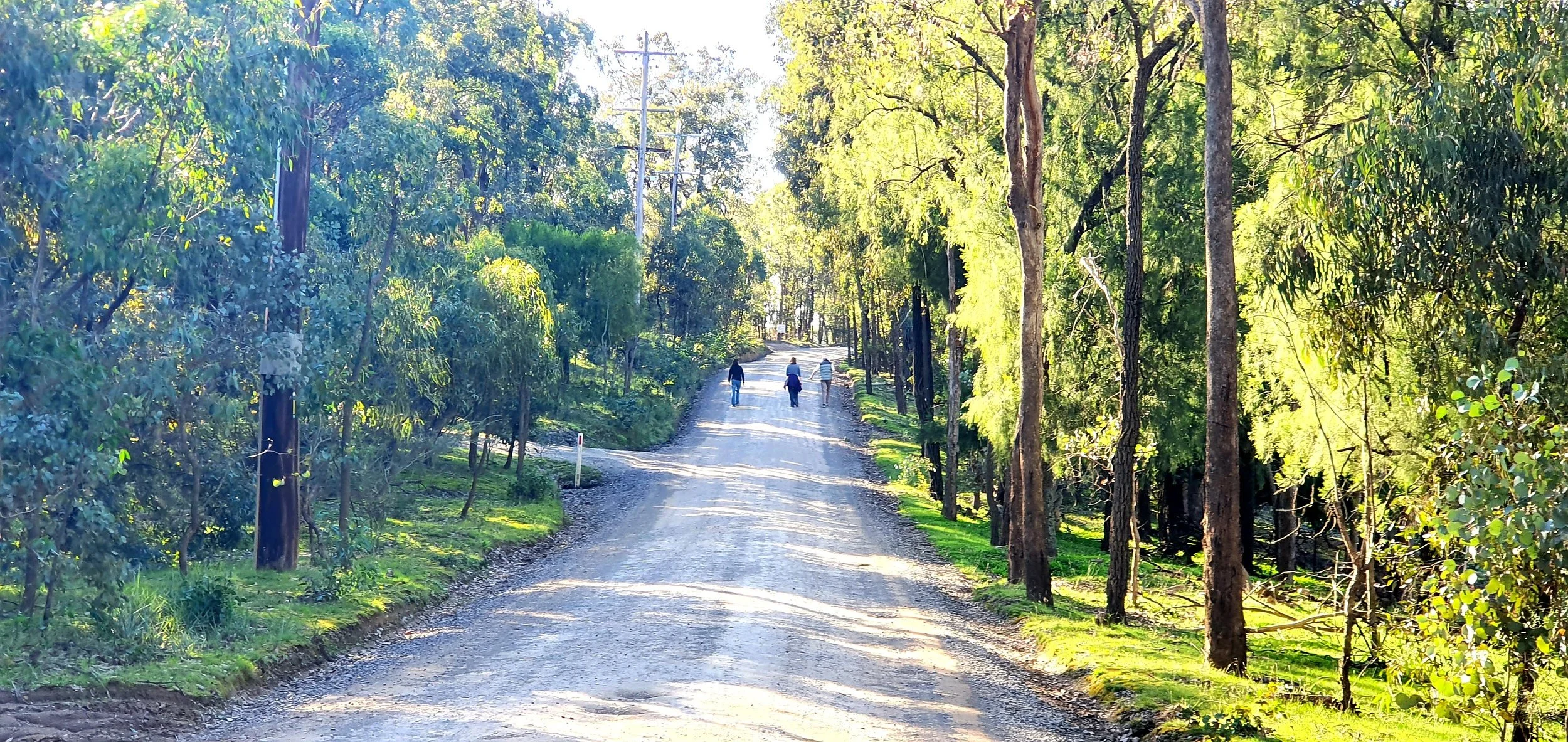 Three people walking along a dirt road surrounded by tall trees and lush greenery in a forested area, with sunlight streaming through the leaves.