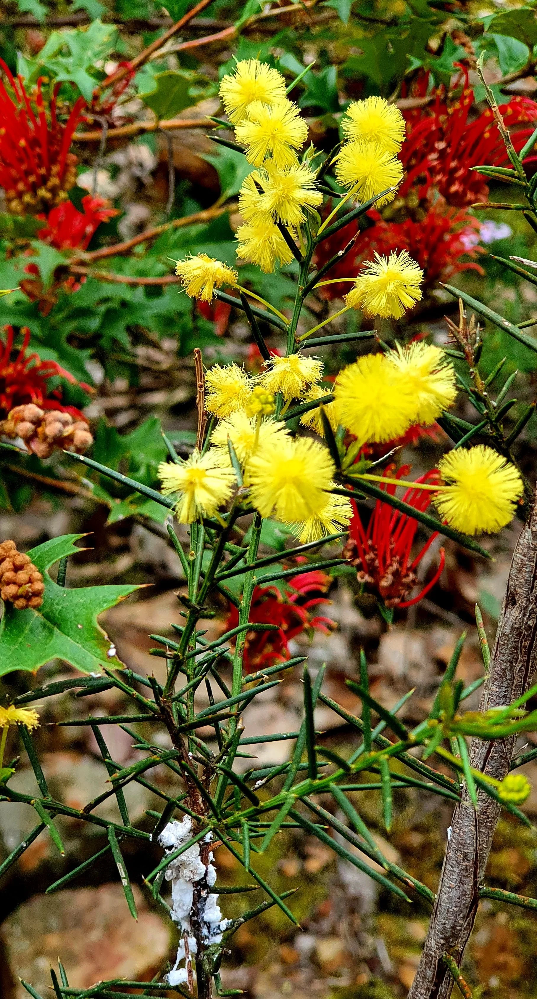 Close-up of a plant with bright yellow fluffy flowers and sharp, spiky green leaves, with some red flowers and holly leaves with berries in the background.