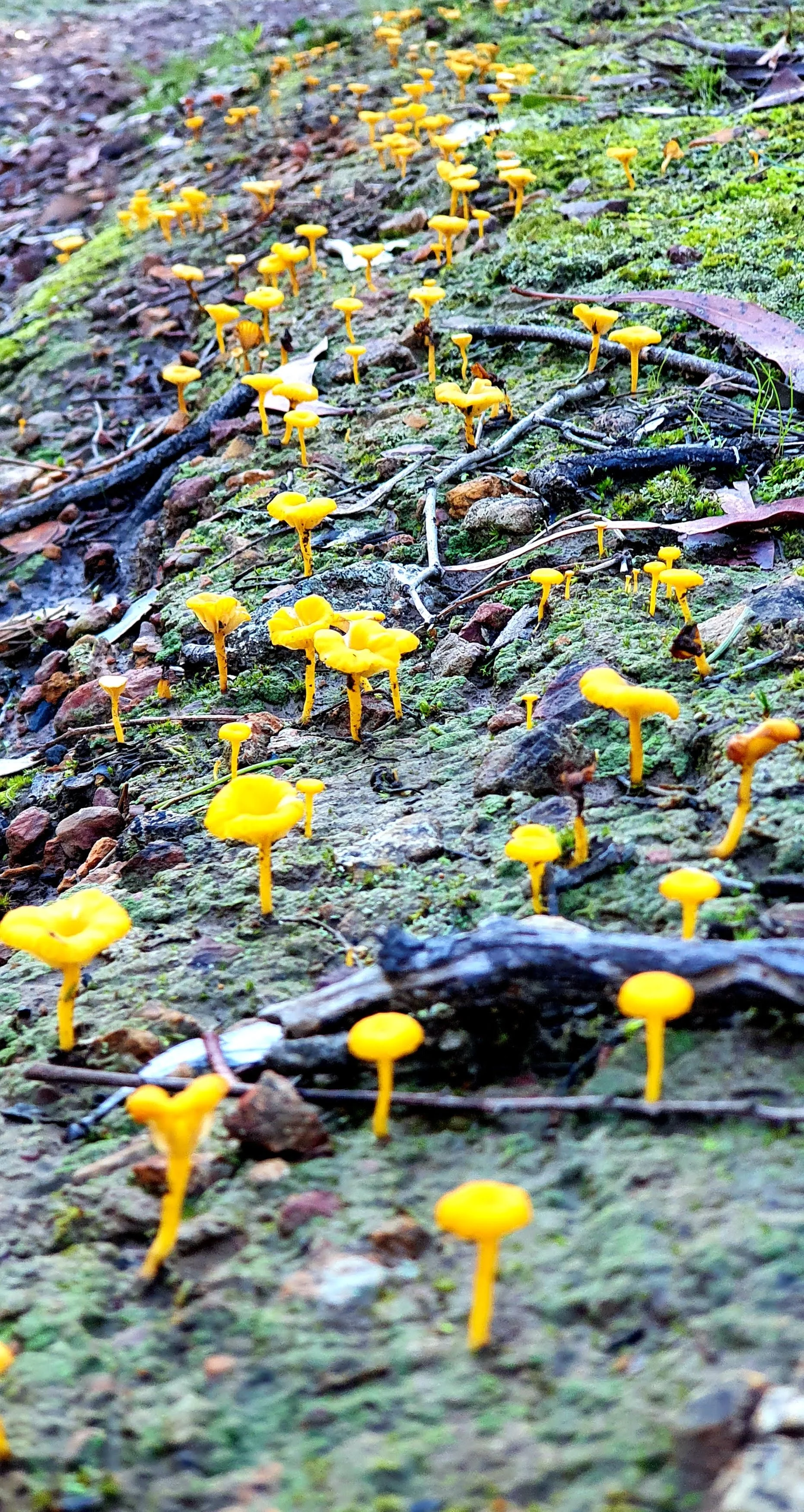 Small yellow mushrooms growing on mossy, damp forest floor among twigs and leaves.