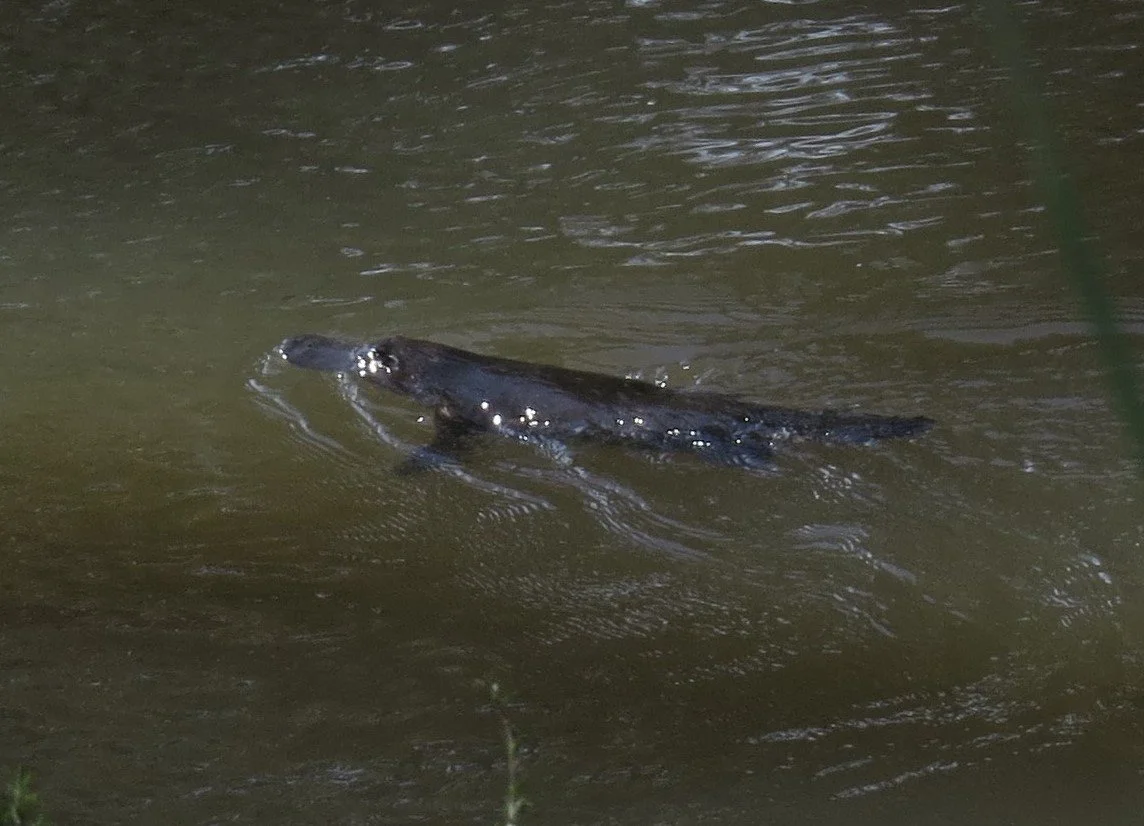 A black crocodile or alligator swimming in muddy water.