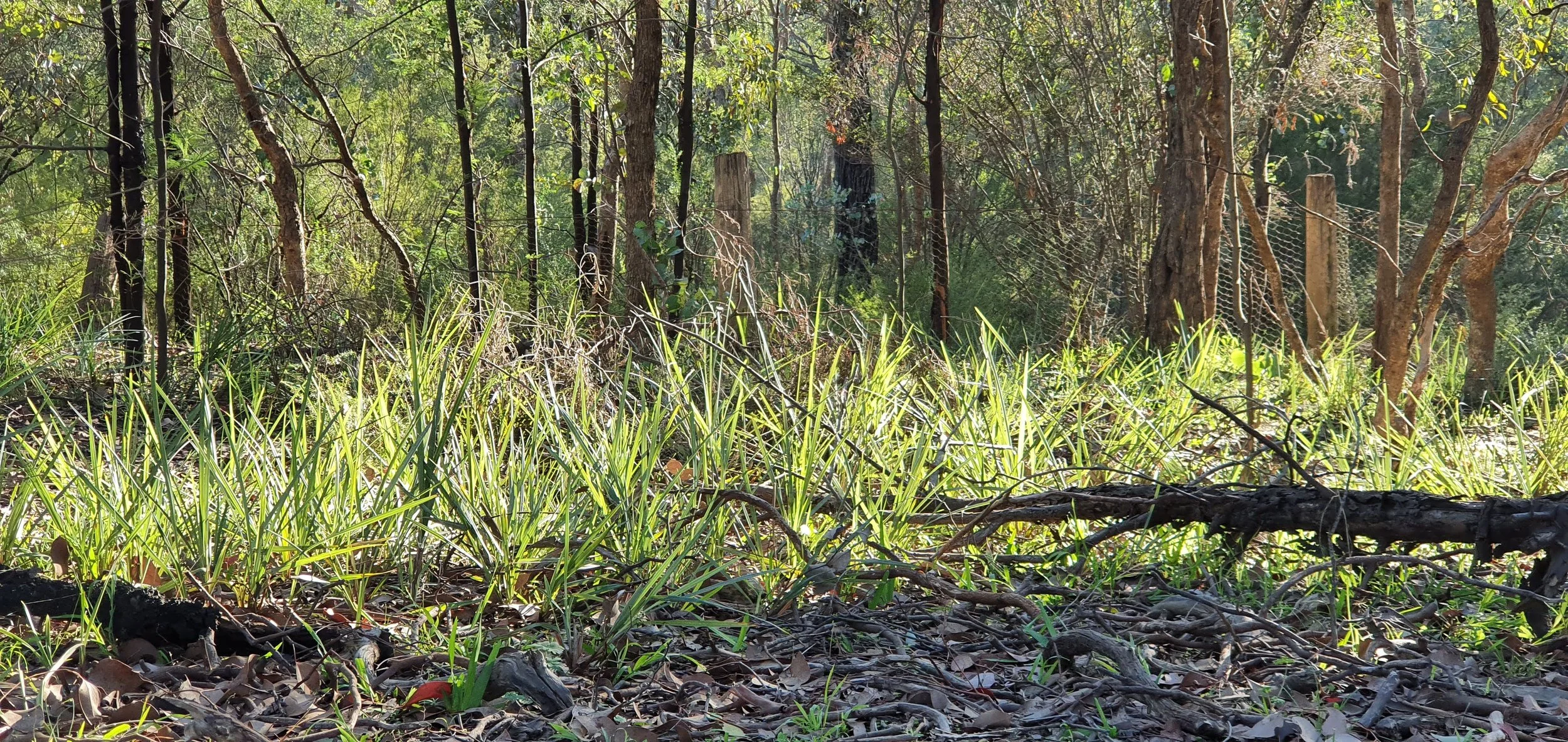 A forest floor with grass, fallen leaves, and small twigs, with trees and a wire fence in the background.