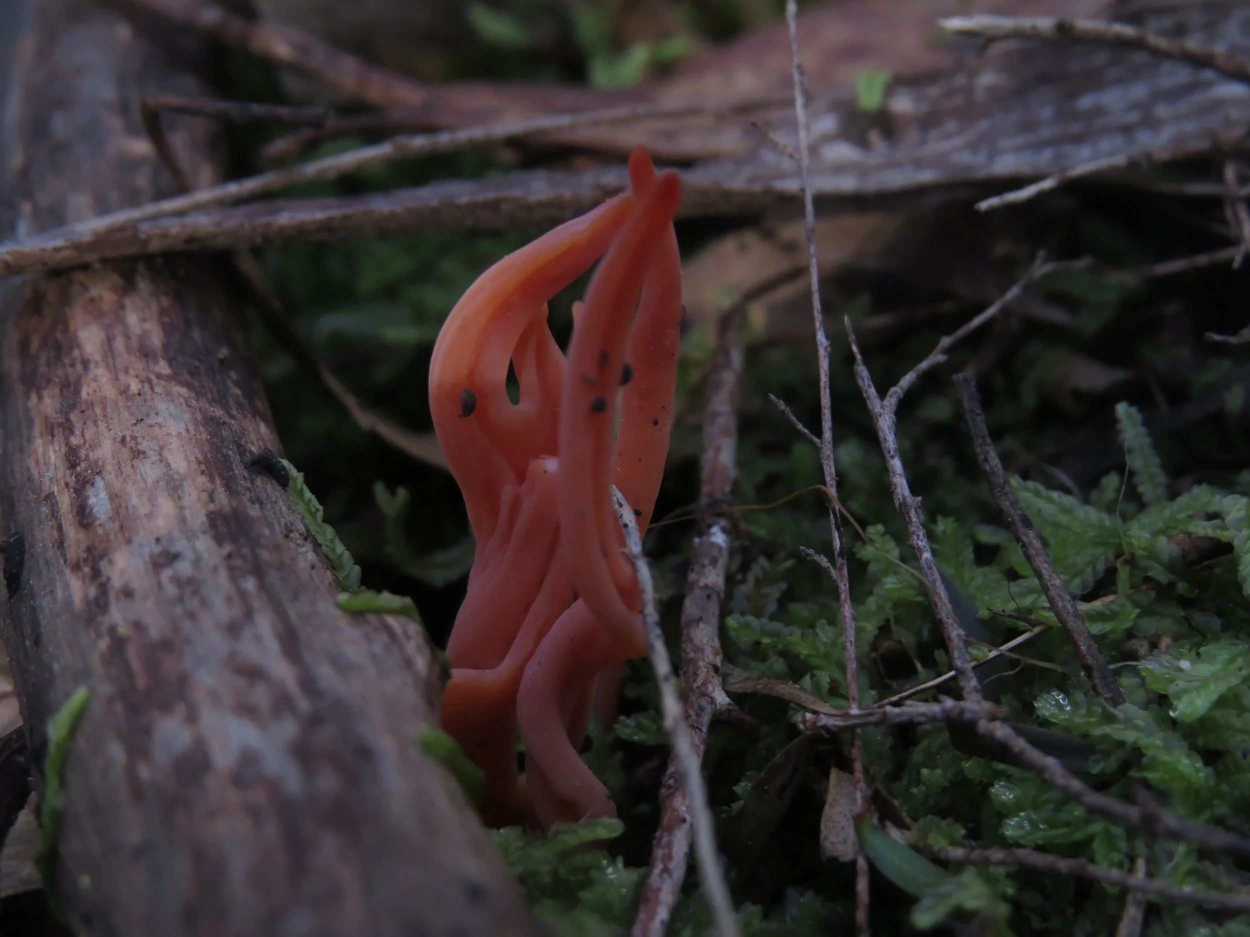 Pinkish-orange fungus growing among fallen twigs and green moss on forest floor.