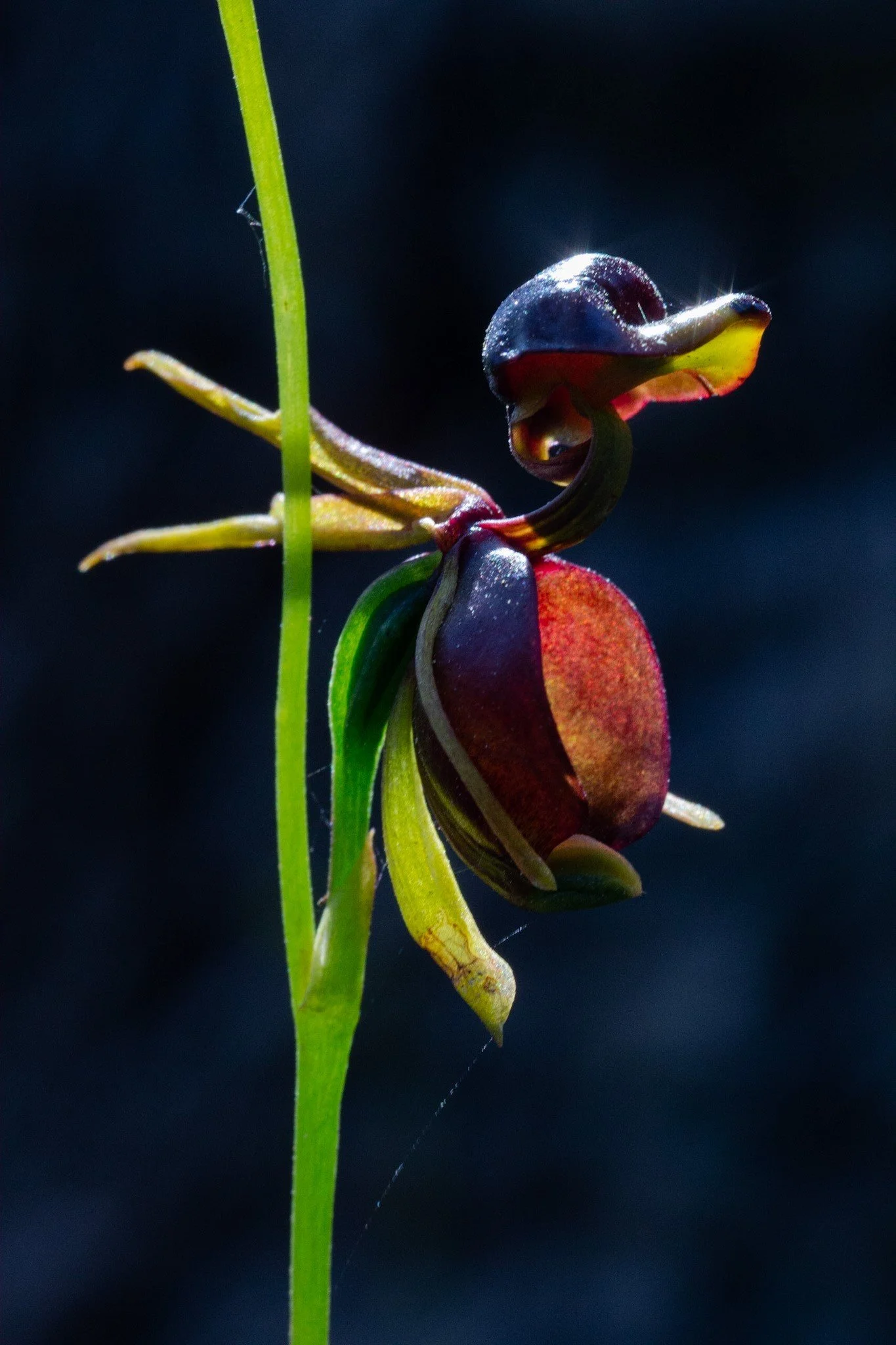 Close-up of an orchid flower with dark maroon and yellow petals, hanging from a green stem against a dark background.
