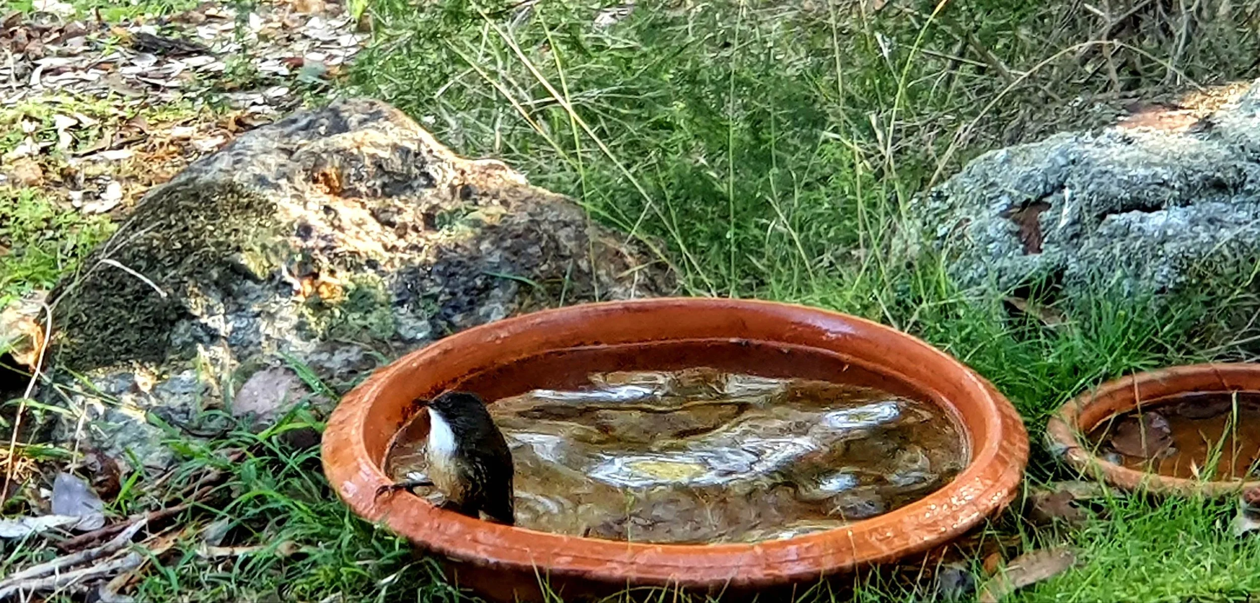 A small bird with black and white coloring standing at the edge of a terracotta bird bath filled with water, surrounded by green grass, rocks, and natural outdoor setting.
