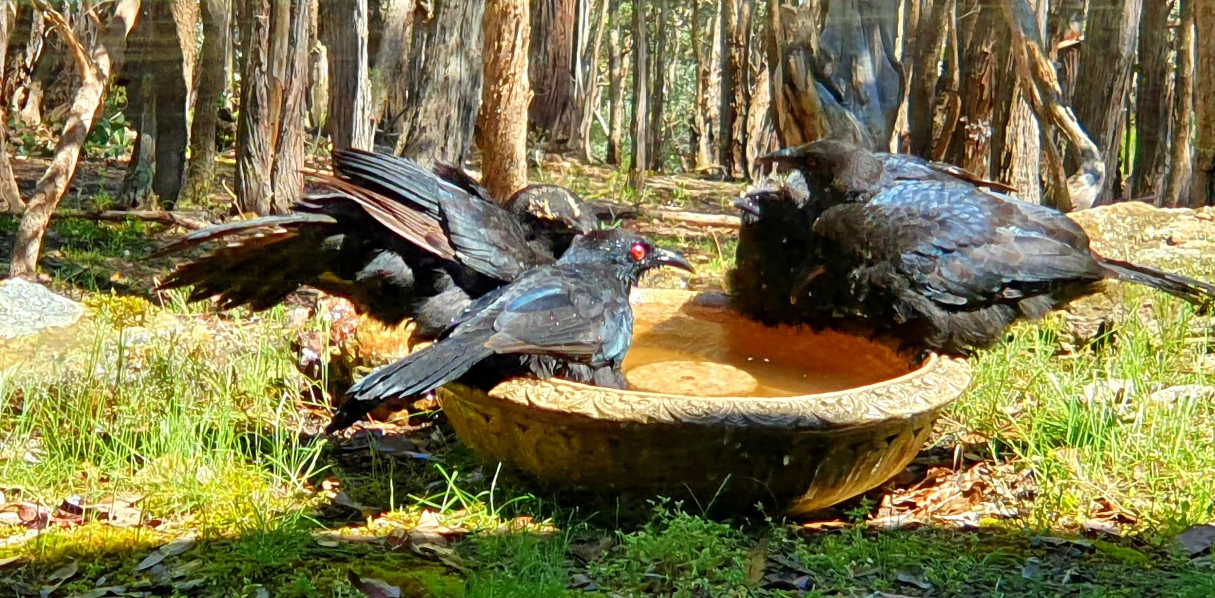 Three black birds with red eyes gathered around a ceramic birdbath in a wooded area with trees and grass.
