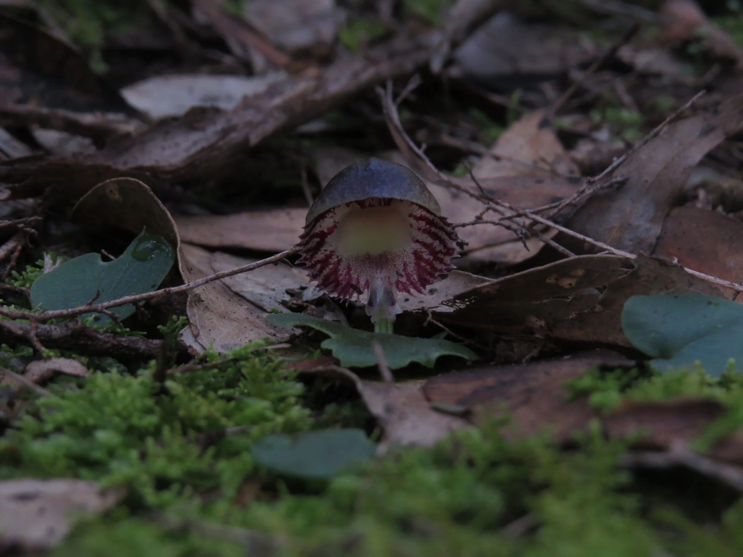 Close-up of a mushroom with a dark cap, red and white gills, growing among fallen leaves, twigs, and green moss on the forest floor.
